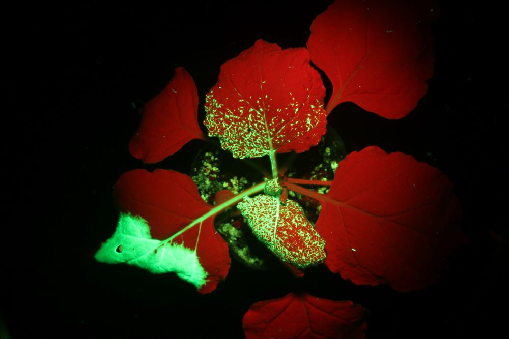 观察GFP在烟草叶片的表达