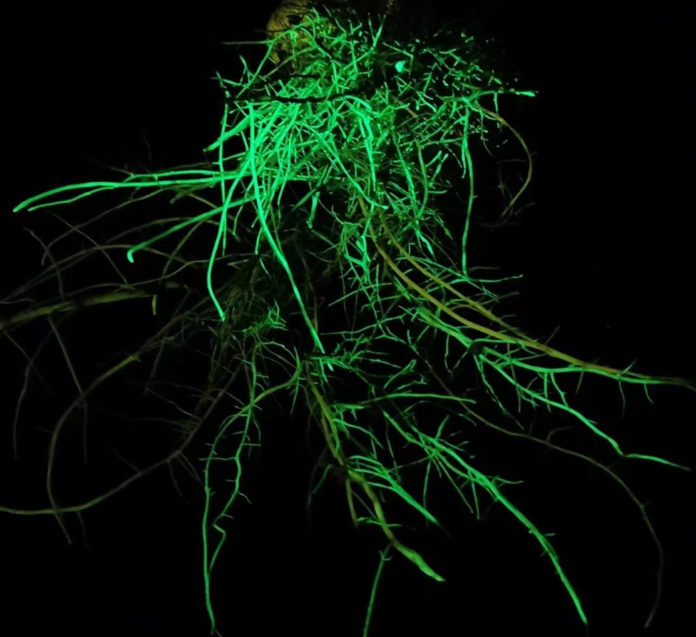 观察GFP在植物根系的表达