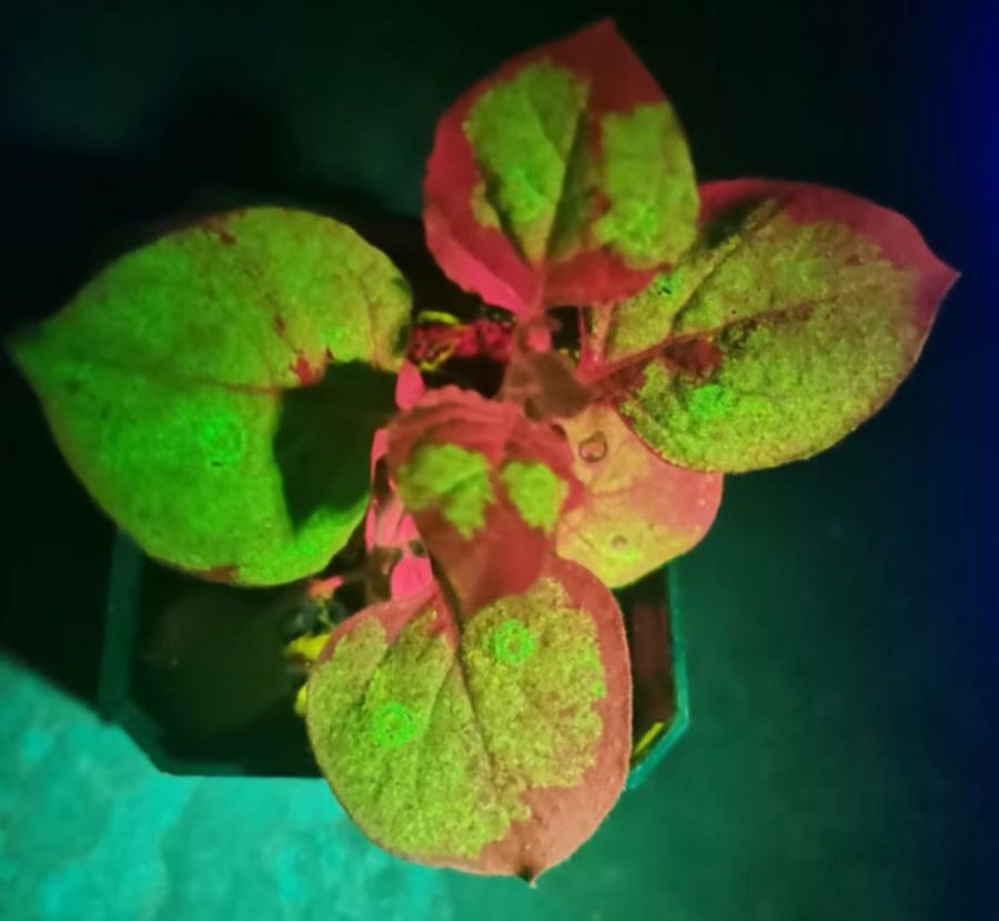 烟草叶片GFP发出荧光